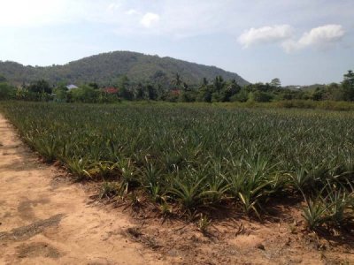 3.5 Rai of Lovely Land, nr main road with great views Hua Hin