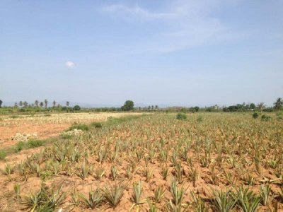 3.5 Rai of Lovely Land, nr main road with great views Hua Hin