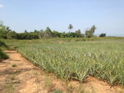 3.5 Rai of Lovely Land, nr main road with great views Hua Hin