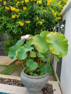 Orchid Palm Home Residence pool villa soi 88 Hua Hin