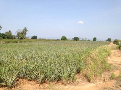 3.5 Rai of Lovely Land, nr main road with great views Hua Hin