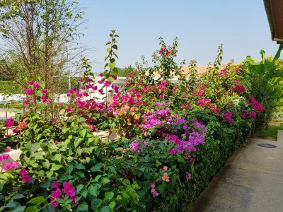Orchid Palm Home Residence pool villa soi 88 Hua Hin